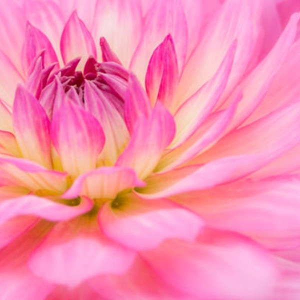 看見美好的自己－－用「蓋洛普天賦優勢」 發現你的內建武器