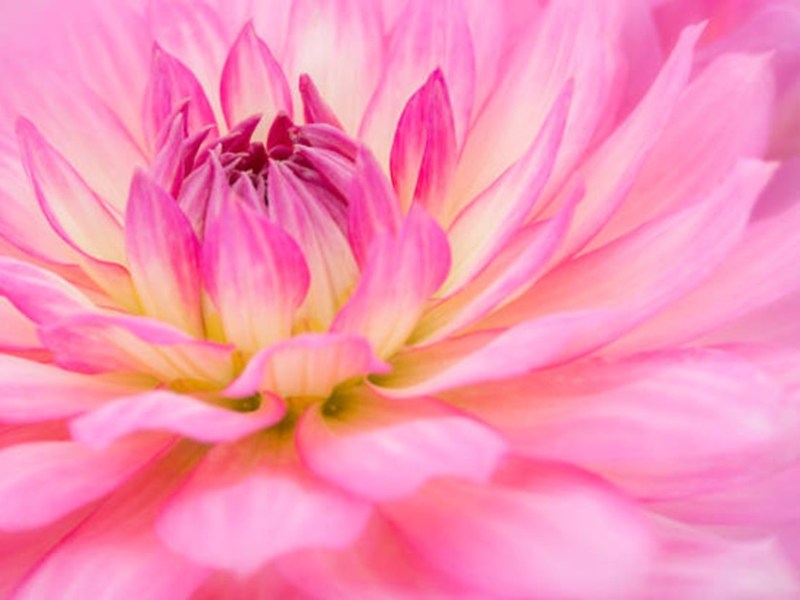 看見美好的自己－－用「蓋洛普天賦優勢」 發現你的內建武器