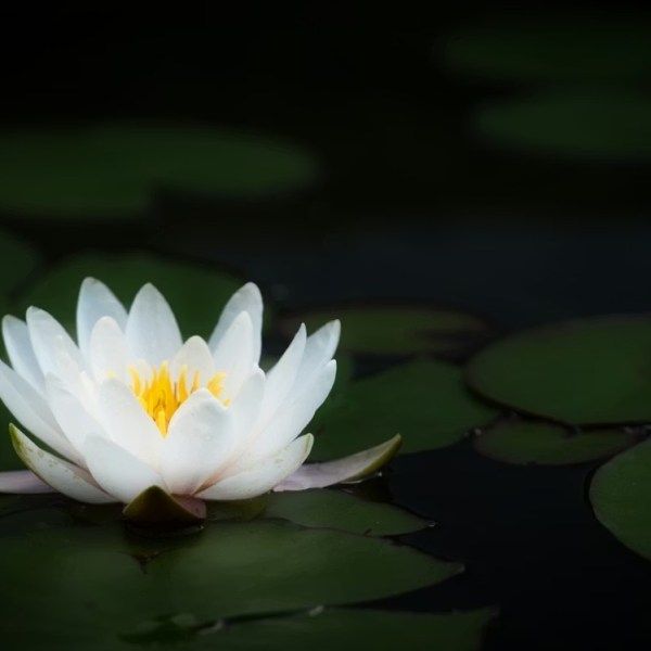 出淤泥的枝葉一樣很好──讀《泥中記》有感