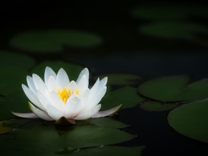 出淤泥的枝葉一樣很好──讀《泥中記》有感